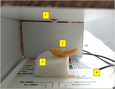 Analysis of Habituation Learning in Mealworm Pupae (Tenebrio molitor)